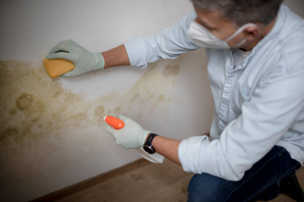 Best Attic Mold Remediation in Cypress Gardens, FL