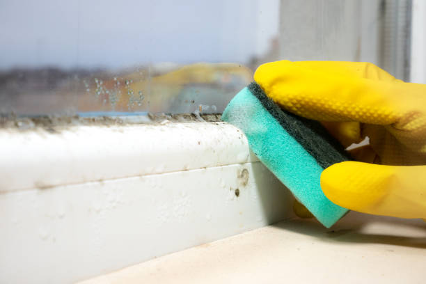 Best Localized Mold Remediation (e.g., coastal areas, humid climates) in Cypress Gardens, FL
