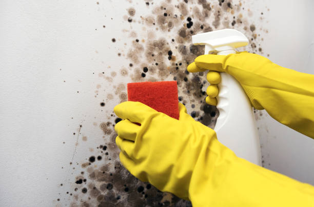 Best White Mold Remediation in Cypress Gardens, FL
